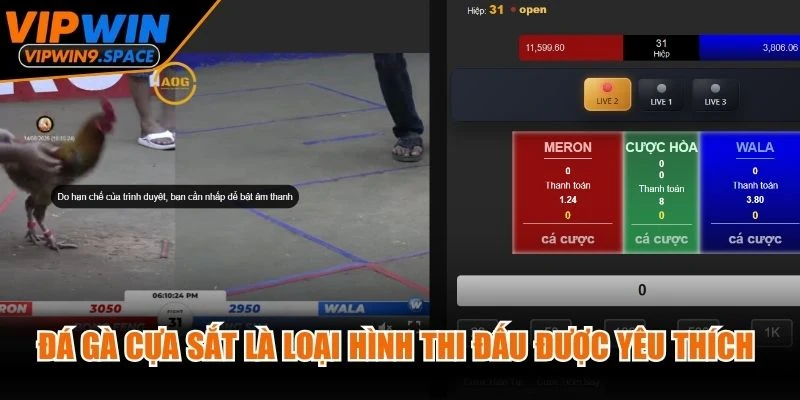 Đá gà cựa sắt là loại hình thi đấu được yêu thích nhờ sự cân bằng giữa tốc độ